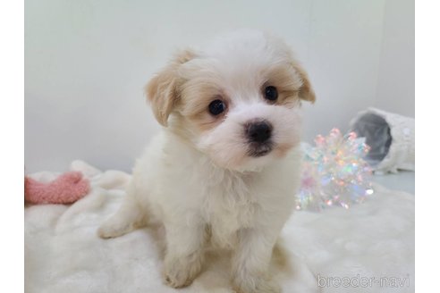 販売中の東京都のミックス犬-352368の2枚目