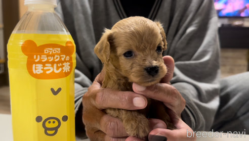 販売中の兵庫県のチワックス:チワワ×ミニチュアダックスフンド-352430の4枚目