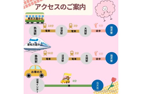 販売中の静岡県のトイプードル-345694の3枚目