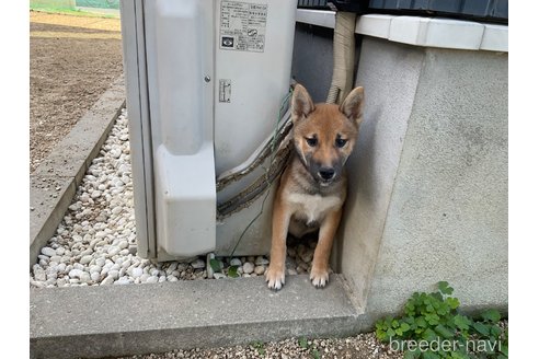 販売中の岡山県の柴犬-345257の4枚目