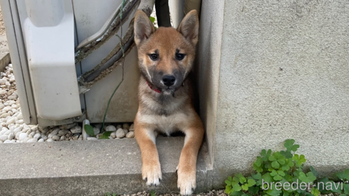 販売中の岡山県の柴犬-345257の2枚目