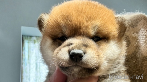 販売中の茨城県の柴犬-352619の1枚目