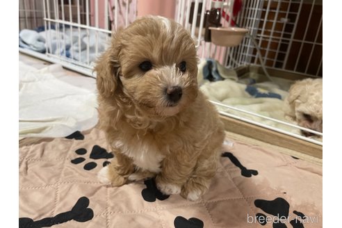 販売中の茨城県のミックス犬-352684の3枚目