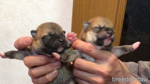 販売中の山口県の柴犬-352904の3枚目