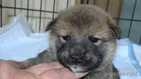 販売中の岐阜県の柴犬-348018