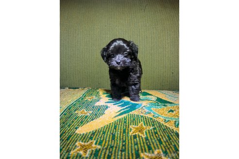 販売中の福岡県のミックス犬-352968の2枚目