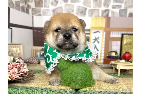 販売中の愛知県の柴犬-353390の1枚目