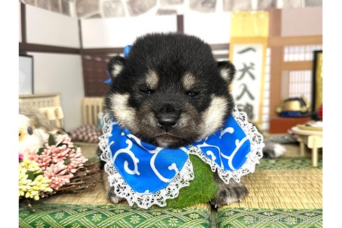 販売中の愛知県の柴犬-353391の6枚目