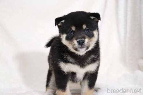 販売中の滋賀県の柴犬-353402の10枚目