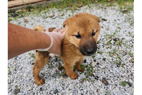 販売中の福岡県のミックス犬-353459の3枚目