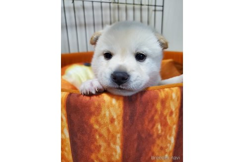 販売中の千葉県の柴犬-353495の5枚目