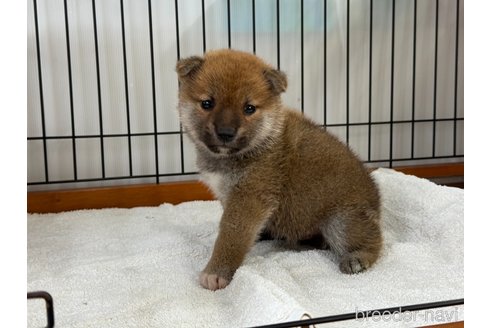 販売中の岡山県の柴犬-353617の2枚目