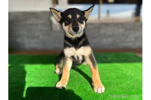 販売中の茨城県の柴犬-345162