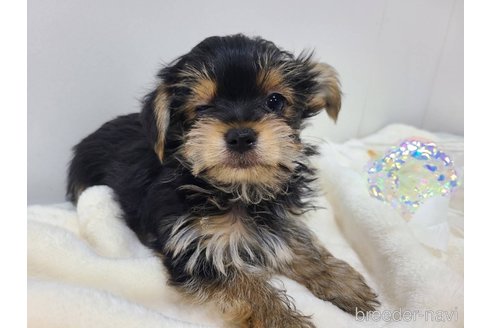 販売中の東京都のミックス犬-351064の2枚目