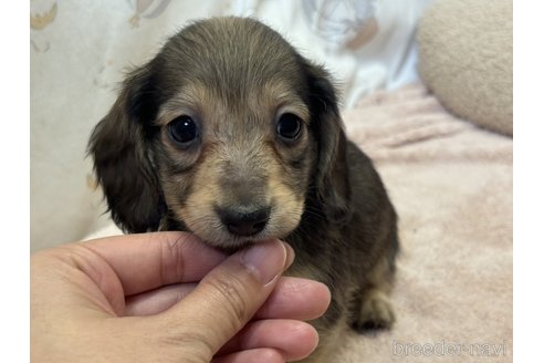 販売中の香川県のカニンヘンダックスフンド(ロングヘアード)-353937の1枚目