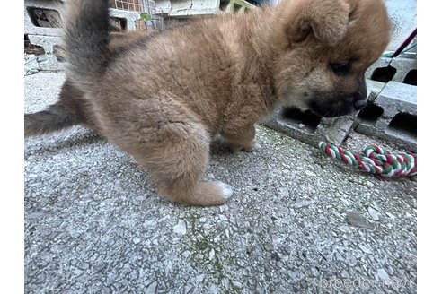 販売中の大分県の柴犬-354242の2枚目