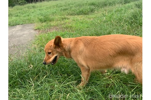 販売中の鹿児島県のゴールデンレトリーバー-355227の4枚目