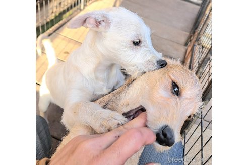 販売中の千葉県のミックス犬-355342の6枚目