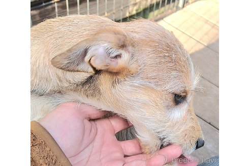 販売中の千葉県のミックス犬-355342の2枚目