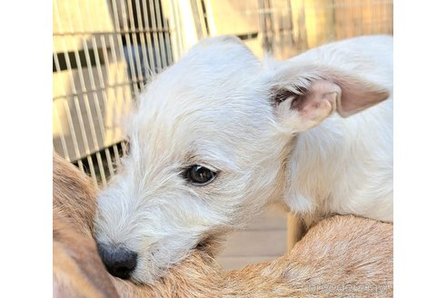 販売中の千葉県のミックス犬-355344の5枚目