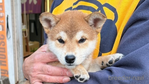 販売中の宮崎県の柴犬-355563の1枚目