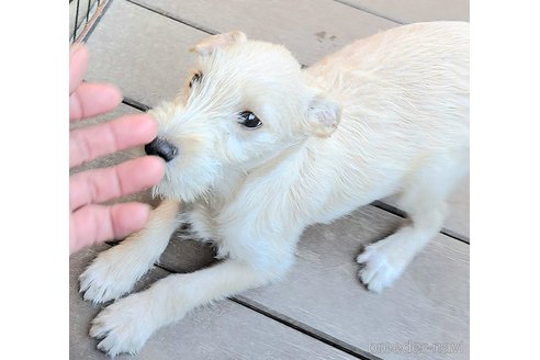 商談中の千葉県のミックス犬-355727の9枚目