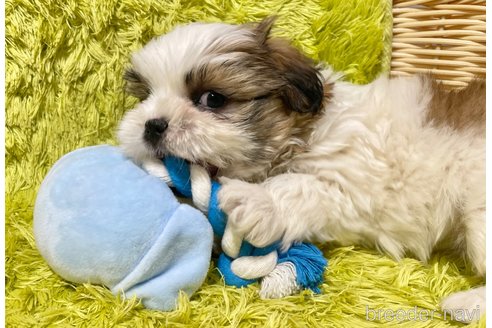 成約済の秋田県のマルシーズー:マルチーズ×シーズー-357223の2枚目