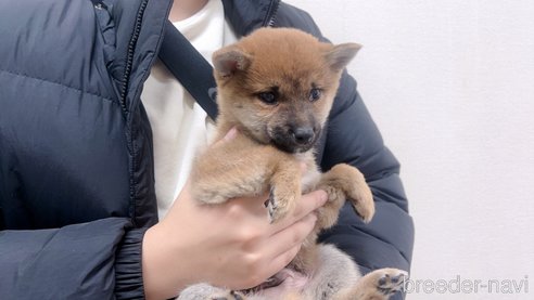 販売中の東京都の柴犬-357438の8枚目