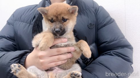 販売中の東京都の柴犬-357438の7枚目