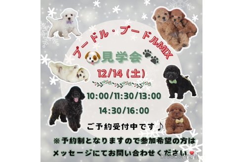 成約済の神奈川県のミックス犬-357881の10枚目