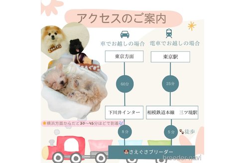 成約済の神奈川県のミックス犬-357881の14枚目