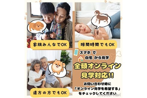 販売中の埼玉県のチワワ(ロングコート)-357824の13枚目