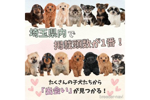 成約済の埼玉県のミックス犬-357814の13枚目