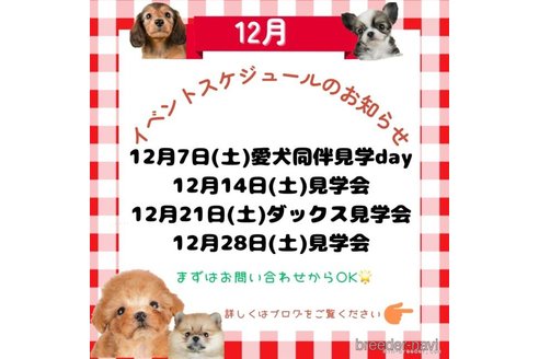 販売中の茨城県のトイプードル-357672の10枚目