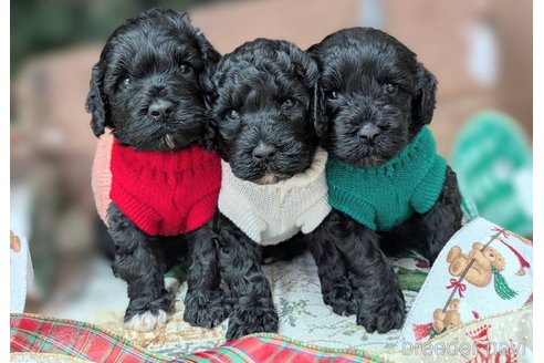 成約済の東京都のその他の犬種-357566の9枚目