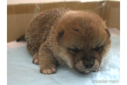 販売中の宮城県の柴犬-358045の3枚目