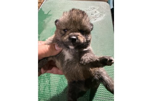 販売中の広島県の柴犬-358092の6枚目