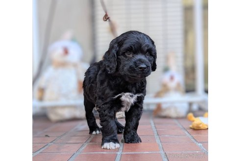 成約済の東京都のその他の犬種-357566の2枚目