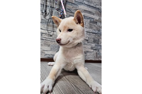 販売中の北海道の柴犬-358217の3枚目