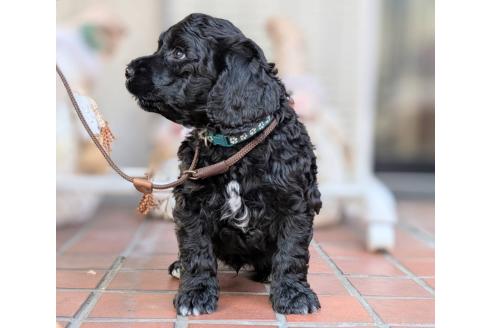 販売中の東京都のその他の犬種-357564の12枚目