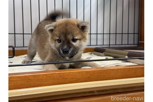 販売中の岡山県の柴犬-358431の3枚目