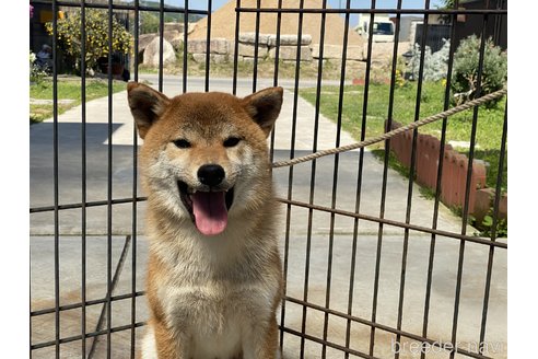 販売中の岡山県の柴犬-358437の1枚目