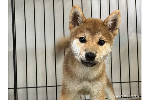 販売中の岡山県の柴犬-358446の5枚目