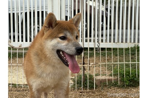 販売中の岡山県の柴犬-358519の3枚目