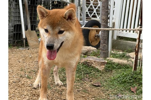 販売中の岡山県の柴犬-358519の2枚目