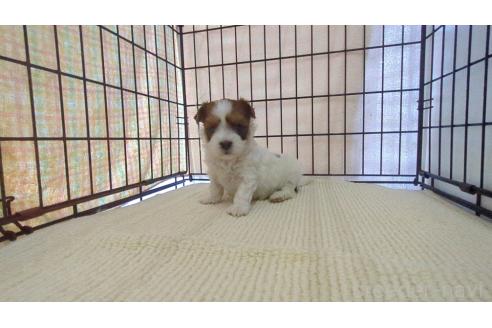 販売中の茨城県のミックス犬-358693の6枚目