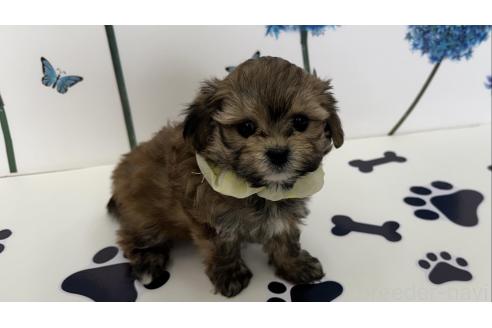 販売中の香川県のミックス犬-358237の1枚目