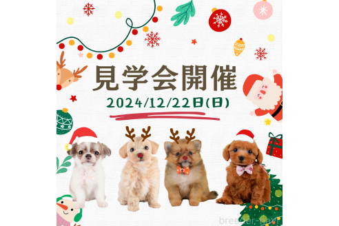 成約済の静岡県のチワワ(ロングコート)-357725の2枚目