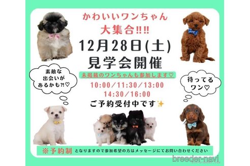 販売中の神奈川県のミックス犬-360076の9枚目