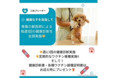 販売中の神奈川県のミックス犬-360076の11枚目